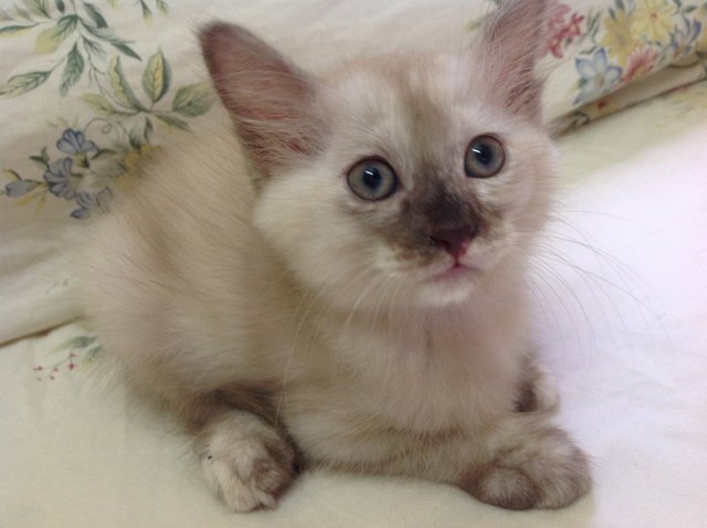 Cinnamon - Domestic Long Hair + Burmese Cat