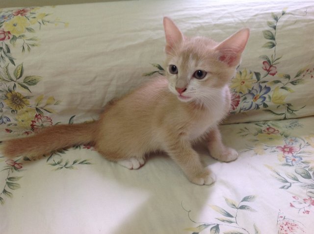 Pumpkin - Domestic Long Hair + Burmese Cat