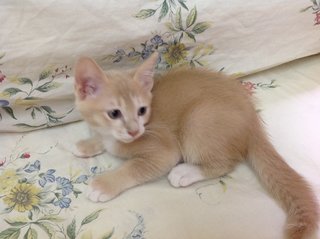 Pumpkin - Domestic Long Hair + Burmese Cat