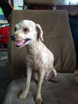 PF70458 - Poodle Mix Dog