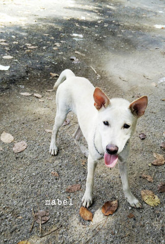 Lady Mabel - Mixed Breed Dog