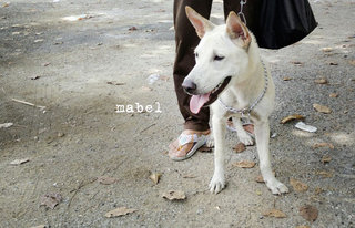 Lady Mabel - Mixed Breed Dog