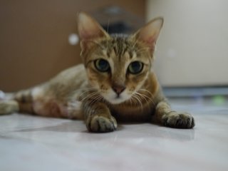 Coco - Tabby + Domestic Short Hair Cat