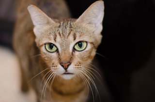 Coco - Tabby + Domestic Short Hair Cat