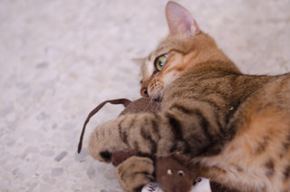 Coco - Tabby + Domestic Short Hair Cat