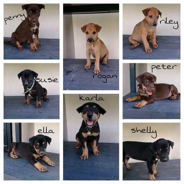 8 Mixbreed Puppies - Mixed Breed Dog