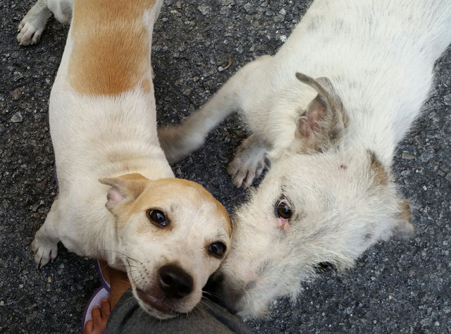 Chico &amp; Cleo - Mixed Breed Dog