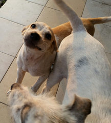 Chico &amp; Cleo - Mixed Breed Dog