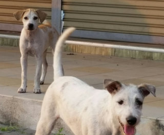 Chico &amp; Cleo - Mixed Breed Dog