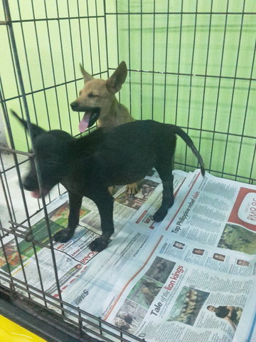 Browny And Lucy - Mixed Breed Dog