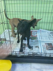 Browny And Lucy - Mixed Breed Dog