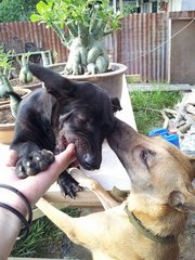 Franco  - Mixed Breed Dog