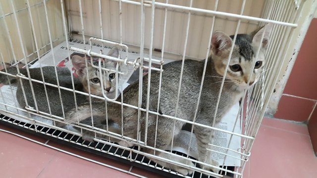 Huey And Dewey - Bengal + Calico Cat