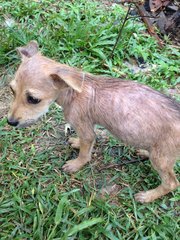 Cookie - Mixed Breed Dog