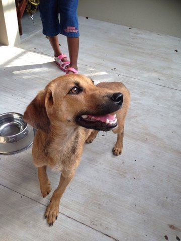 Barney Bosco - Mixed Breed Dog