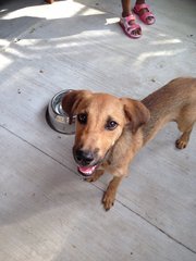 Barney Bosco - Mixed Breed Dog