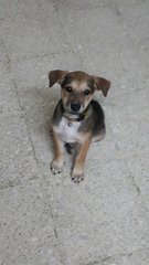 A Pup That Knows Sit-stay Command  - Mixed Breed Dog