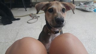 A Pup That Knows Sit-stay Command  - Mixed Breed Dog