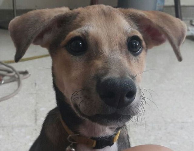 A Pup That Knows Sit-stay Command  - Mixed Breed Dog