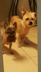 PF70515 - Silky Terrier + Shih Tzu Dog