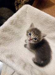 Blue Kittens  - Domestic Short Hair + Russian Blue Cat