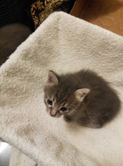 Blue Kittens  - Domestic Short Hair + Russian Blue Cat