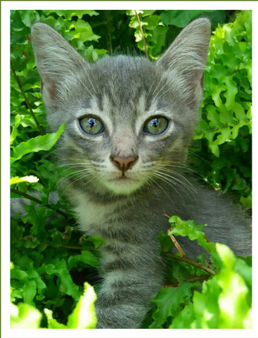 Blue Kittens  - Domestic Short Hair + Russian Blue Cat