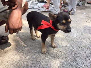 5 Puppies - Mixed Breed Dog