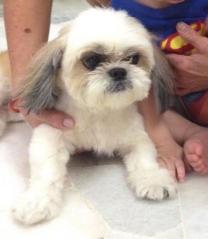 Jessie (Bao Bei) - Shih Tzu Dog