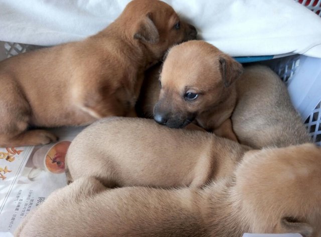 6 Puppies - Mixed Breed Dog