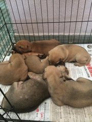 6 Puppies - Mixed Breed Dog