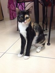 Lico - Calico + Domestic Short Hair Cat