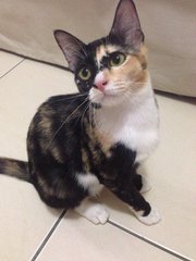 Lico - Calico + Domestic Short Hair Cat