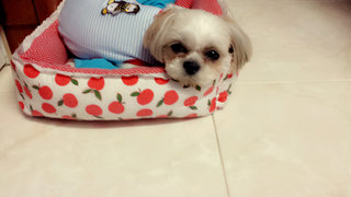 Kiara - Shih Tzu Dog