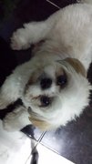 Kiara - Shih Tzu Dog