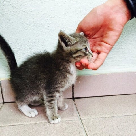 White Socks - Domestic Medium Hair Cat