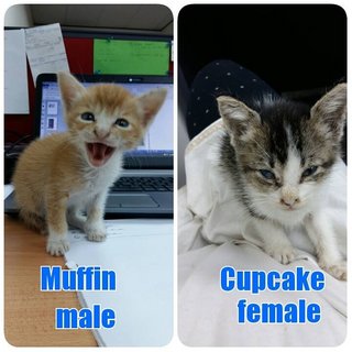 Muffin &amp; Cupcake - Domestic Short Hair Cat