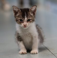 Muffin &amp; Cupcake - Domestic Short Hair Cat