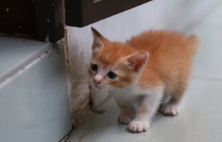 Muffin &amp; Cupcake - Domestic Short Hair Cat