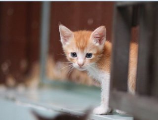 Muffin &amp; Cupcake - Domestic Short Hair Cat