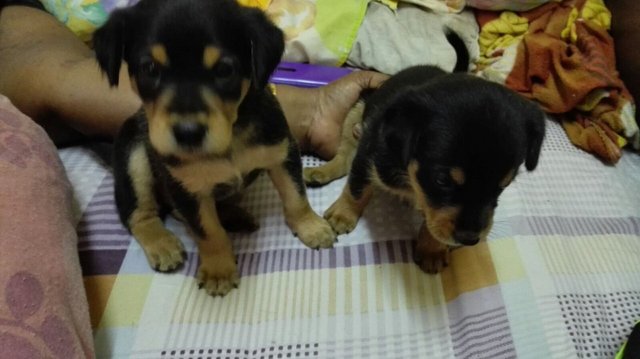 Rottie Look Alike Pups - Mixed Breed Dog