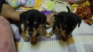 Rottie Look Alike Pups - Mixed Breed Dog