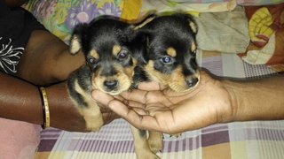 Rottie Look Alike Pups - Mixed Breed Dog