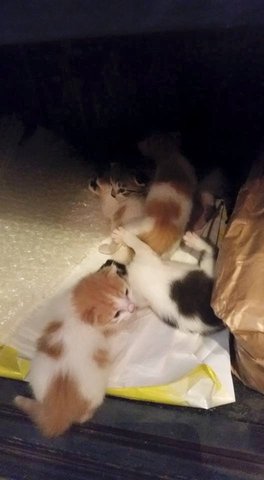 5 Baby Kittens - Domestic Short Hair Cat