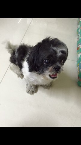 Unknown  - Shih Tzu Dog