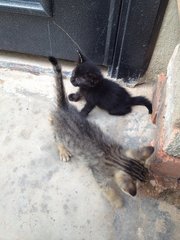 Grey kitten with stripes & Black kitten