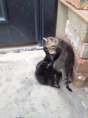 Kittens playing around