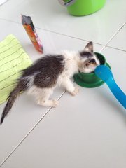 White kitten with black patches