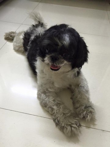 Lost Shih Tzu - Shih Tzu Dog