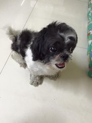 Lost Shih Tzu - Shih Tzu Dog